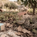 פעוטה (שנתיים וחצי) הוכשה על ידי נחש בחצר ביתה: