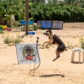 פעילויות ליום הבחירות